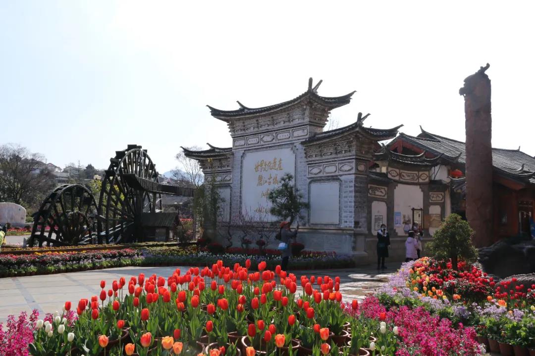 年味足、春意濃! 麗江古城春節假日旅游回暖