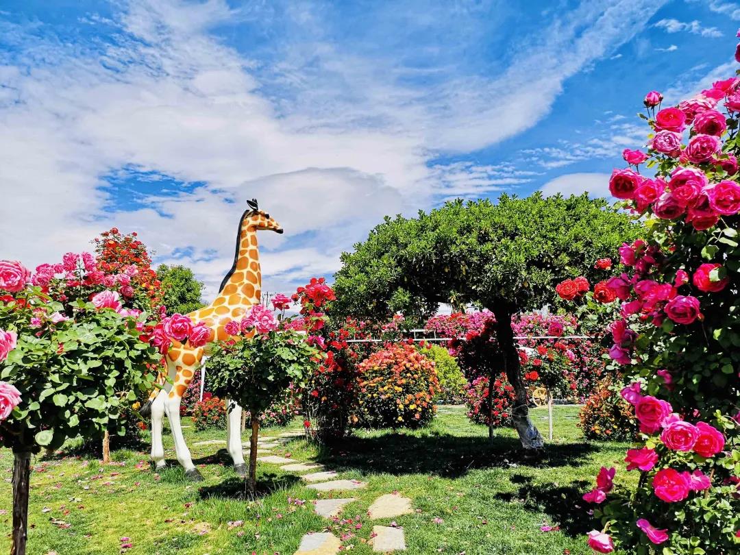 周末去哪兒？麗江這里花開成海，把園區打造成湖濱公園景區快來打卡！