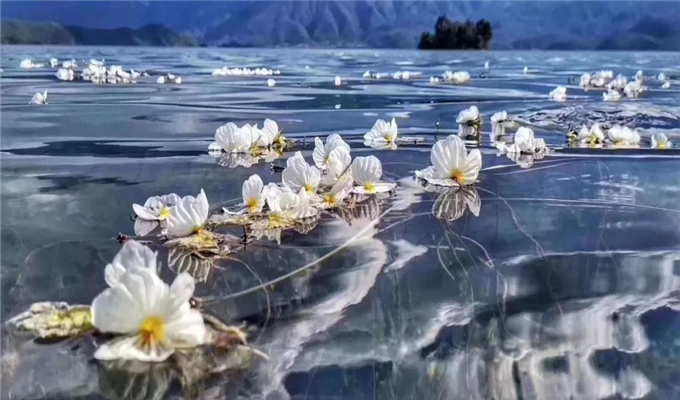 麗江旅游 戲水、弄花！瀘沽湖最美的季節到了！