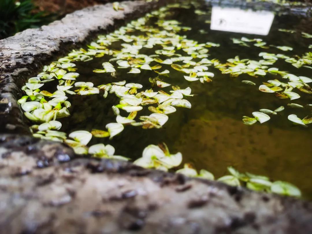 門前老槐又開花，七月來麗江古城這座百年老宅賞花聽雨