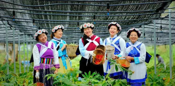 50000多畝洋芋花開！太安迎來一年中的最美季節~