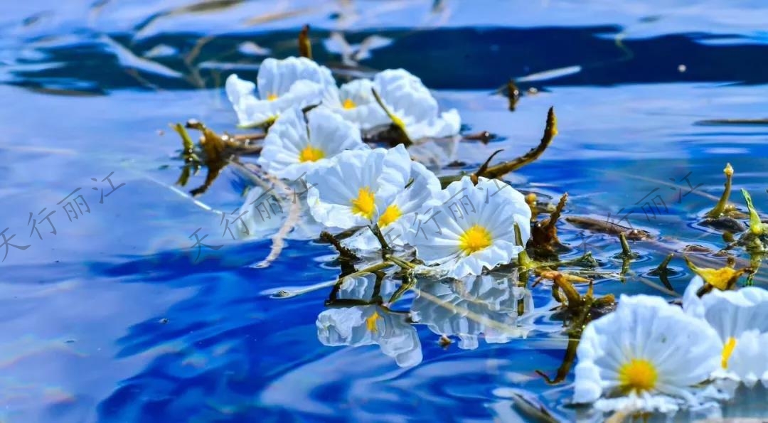 這個夏天一定要來麗江，看一次“水性楊花”