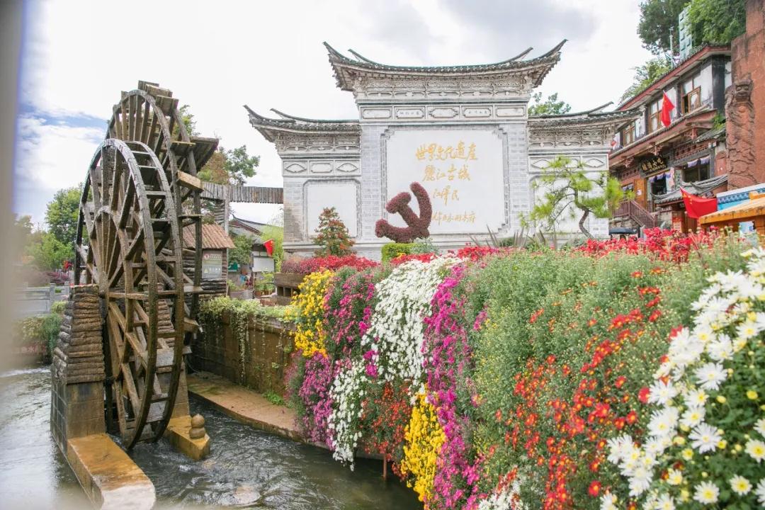 麗江傳媒，萬朵菊花簇擁麗江古城！中秋時節快來賞菊！