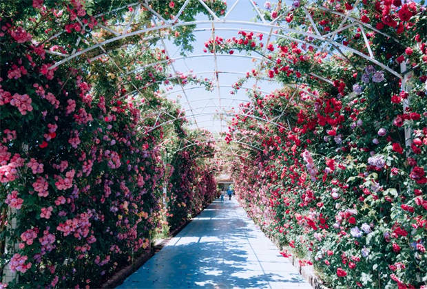 麗江的“莫奈花園”，盛開了