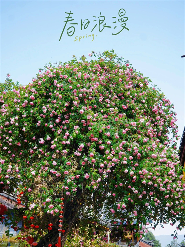云南旅游,云南旅行社,云南團建公司,云南會議公司,云南策劃公司,麗江旅游,麗江旅行社,麗江團建公司,麗江策劃公司,麗江會議公司：一季芳華，半城詩畫，麗江古城的薔薇開了